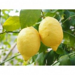 Limones